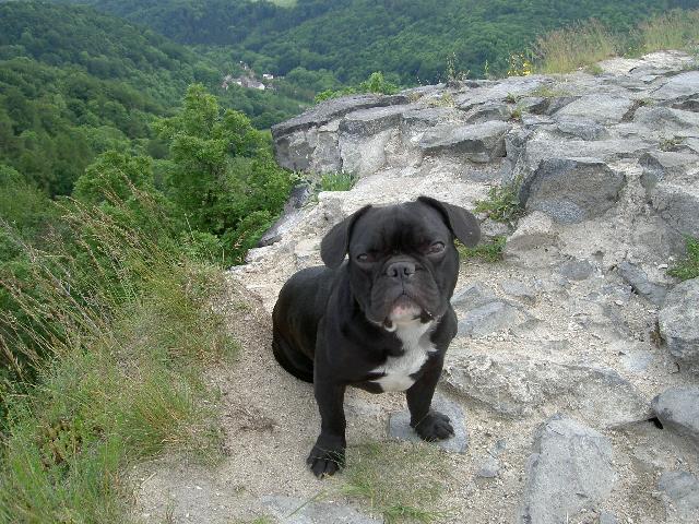 Photos: French bulldog (Dog standard) (pictures, images)