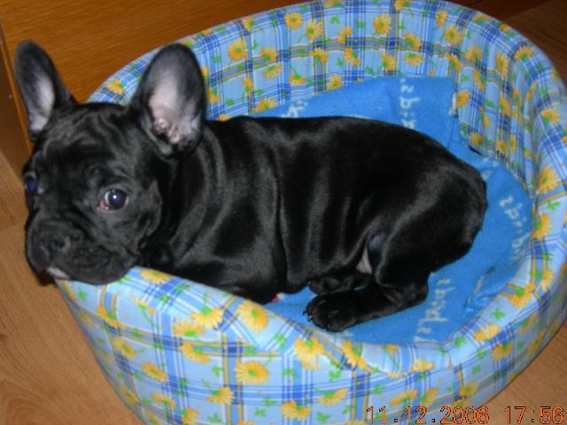 Photos: French bulldog (Dog standard) (pictures, images)