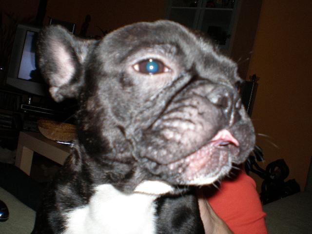 Photos: French bulldog (Dog standard) (pictures, images)