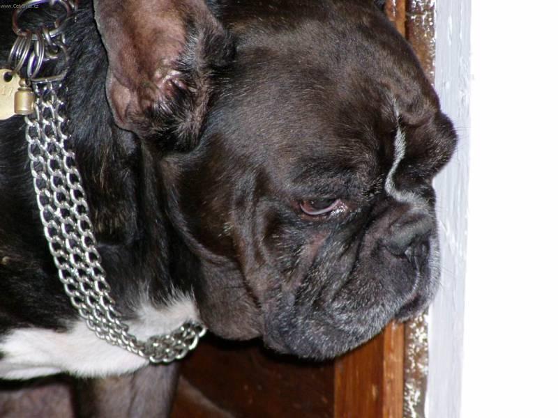 Photos: French bulldog (Dog standard) (pictures, images)