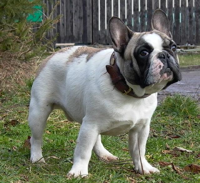 Photos: French bulldog (Dog standard) (pictures, images)