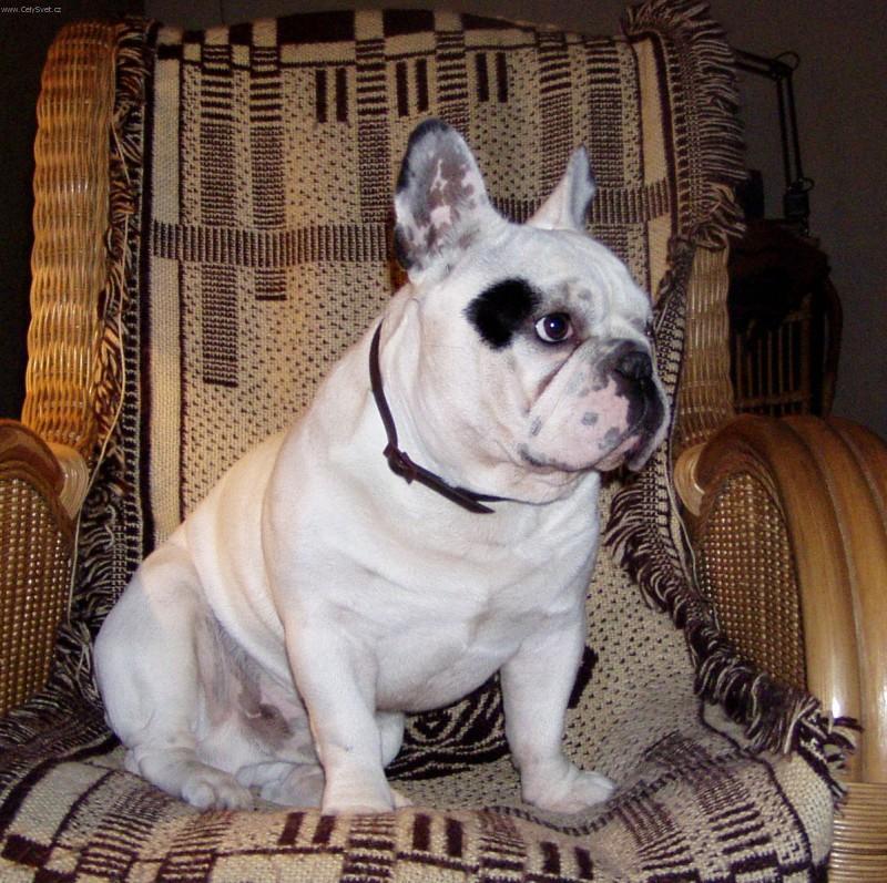 Photos: French bulldog (Dog standard) (pictures, images)