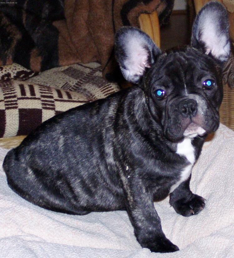 Photos: French bulldog (Dog standard) (pictures, images)