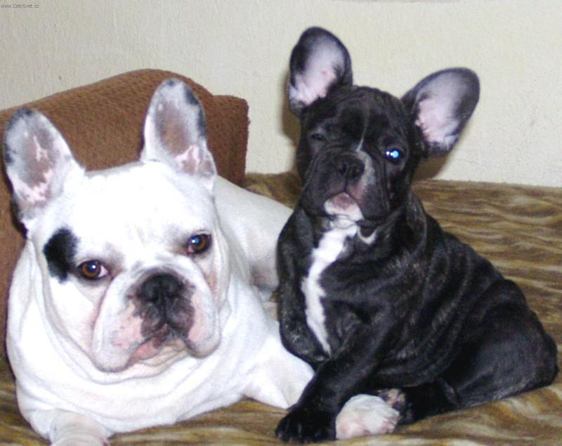 Photos: French bulldog (Dog standard) (pictures, images)