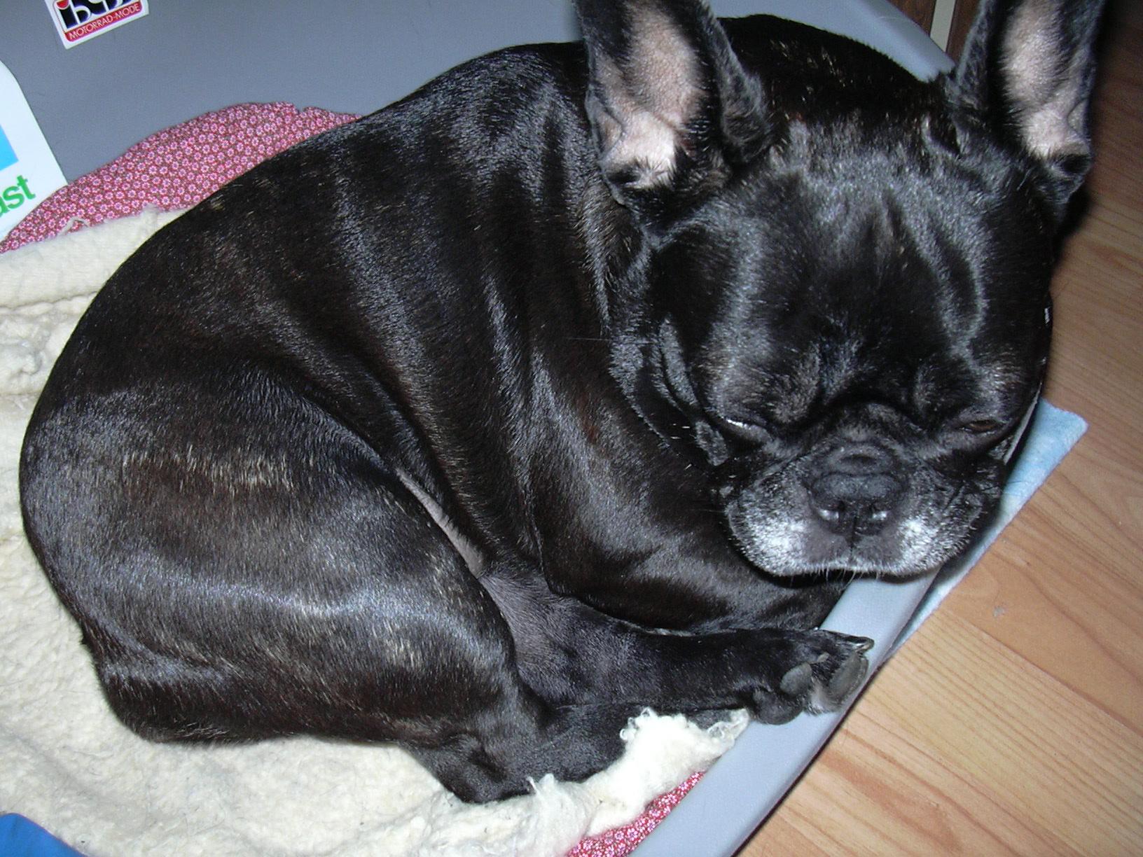 Photos: French bulldog (Dog standard) (pictures, images)