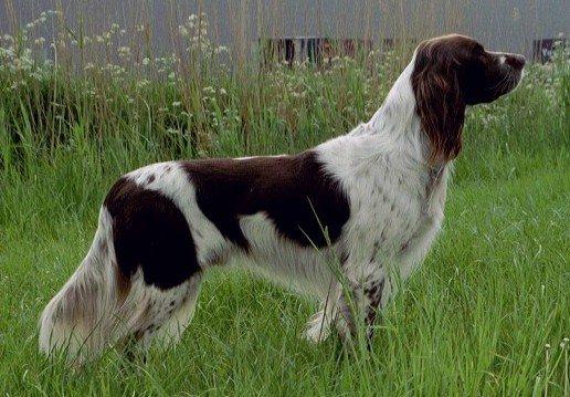 Photos: French spaniel (Dog standard) (pictures, images)