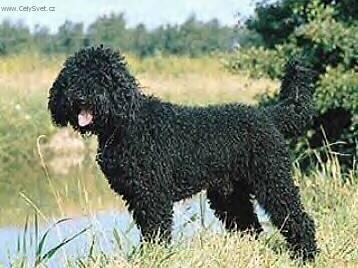 Photos: French water dog (Dog standard) (pictures, images)