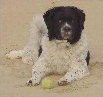 Photos: Frisian water dog (Dog standard) (pictures, images)
