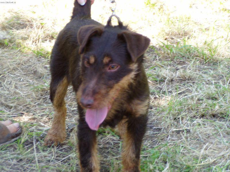 Photos: German hunting terrier (Dog standard) (pictures, images)