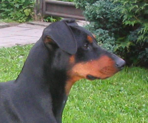 Photos: German pinscher (Dog standard) (pictures, images)