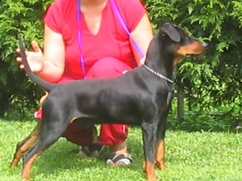 Photos: German pinscher (Dog standard) (pictures, images)