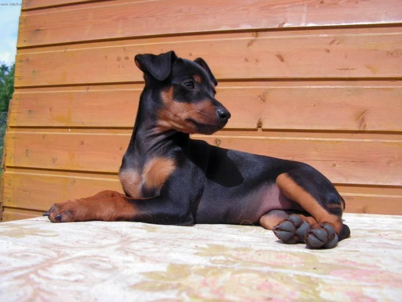 Photos: German pinscher (Dog standard) (pictures, images)