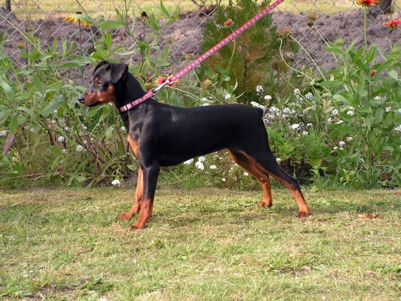 Photos: German pinscher (Dog standard) (pictures, images)