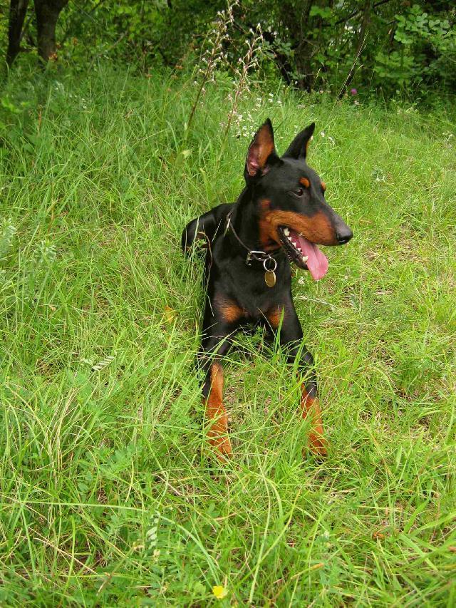 Photos: German pinscher (Dog standard) (pictures, images)