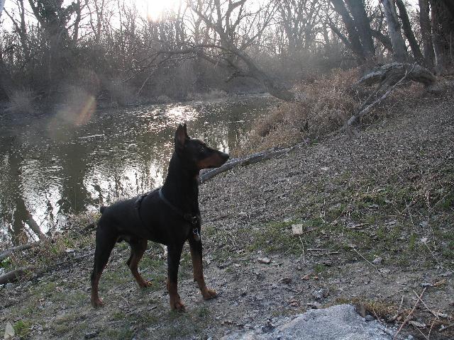 Photos: German pinscher (Dog standard) (pictures, images)