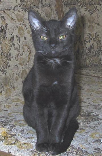 Photos: German rex (Cat) (pictures, images)