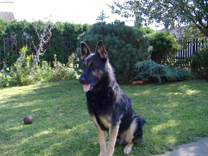 Photos: German shepherd dog (Dog standard) (pictures, images)