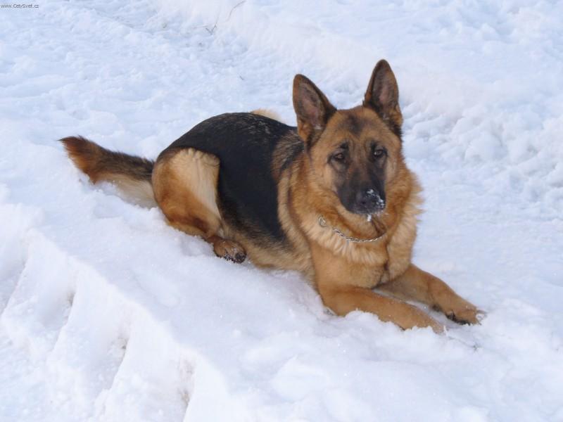 Photos: German shepherd dog (Dog standard) (pictures, images)