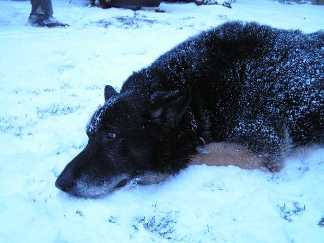 Photos: German shepherd dog (Dog standard) (pictures, images)