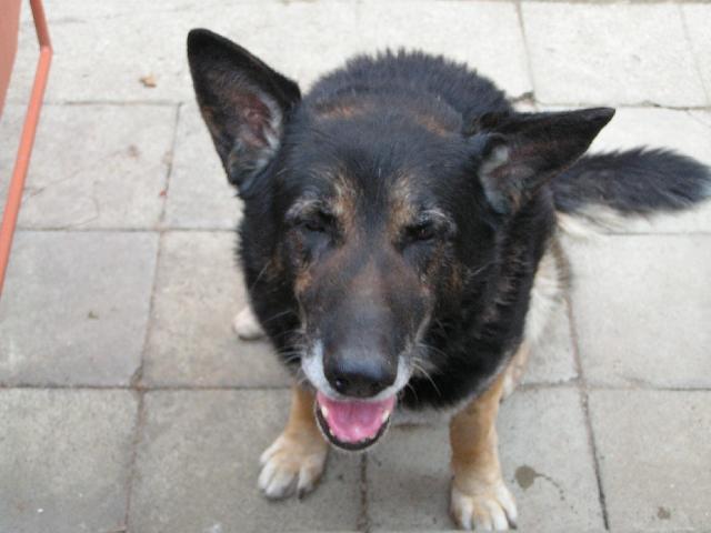 Photos: German shepherd dog (Dog standard) (pictures, images)