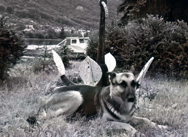 Photos: German shepherd dog (Dog standard) (pictures, images)