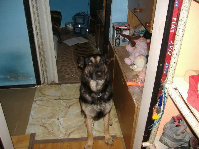 Photos: German shepherd dog (Dog standard) (pictures, images)