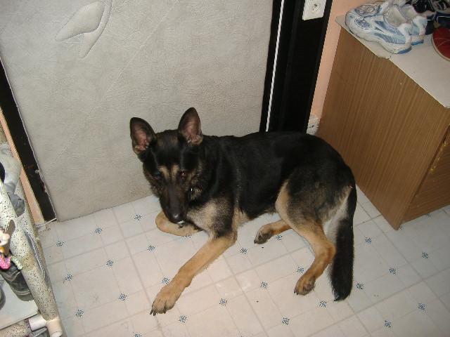 Photos: German shepherd dog (Dog standard) (pictures, images)