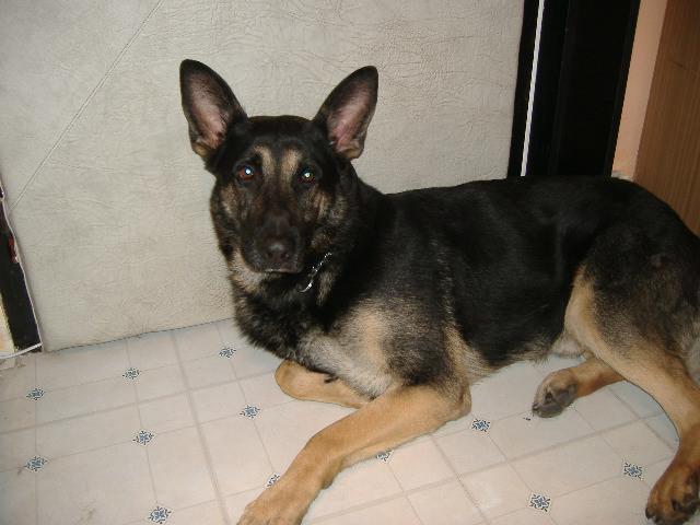 Photos: German shepherd dog (Dog standard) (pictures, images)