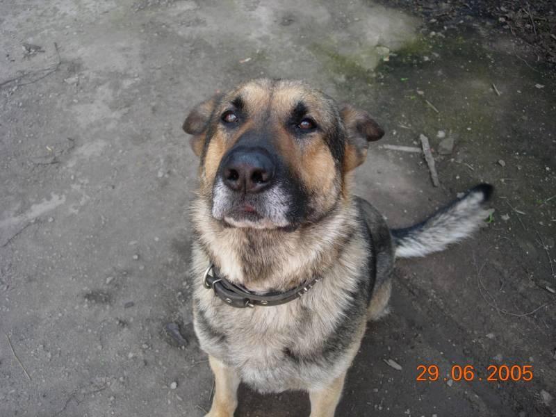 Photos: German shepherd dog (Dog standard) (pictures, images)