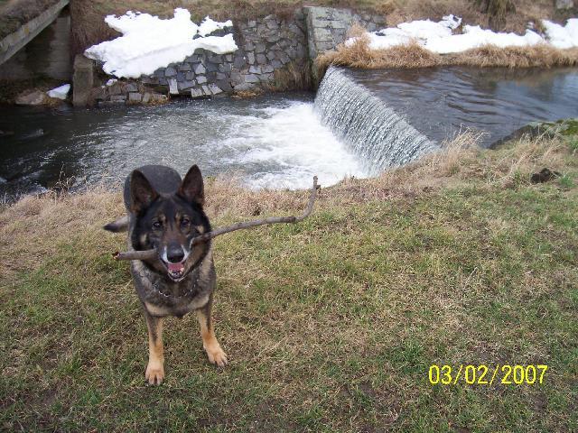 Photos: German shepherd dog (Dog standard) (pictures, images)