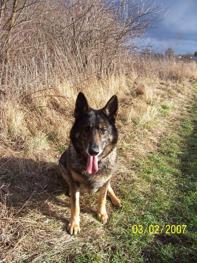 Photos: German shepherd dog (Dog standard) (pictures, images)