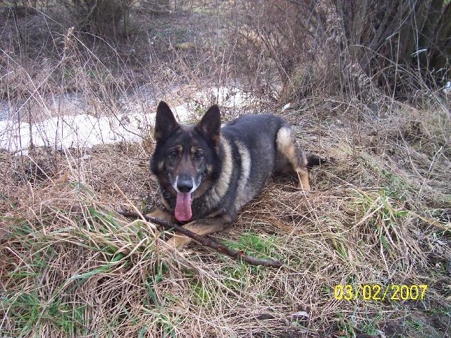 Photos: German shepherd dog (Dog standard) (pictures, images)