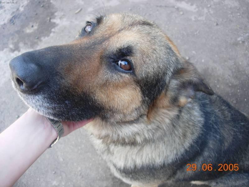 Photos: German shepherd dog (Dog standard) (pictures, images)