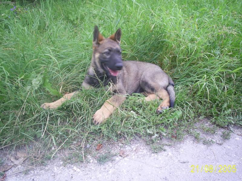Photos: German shepherd dog (Dog standard) (pictures, images)