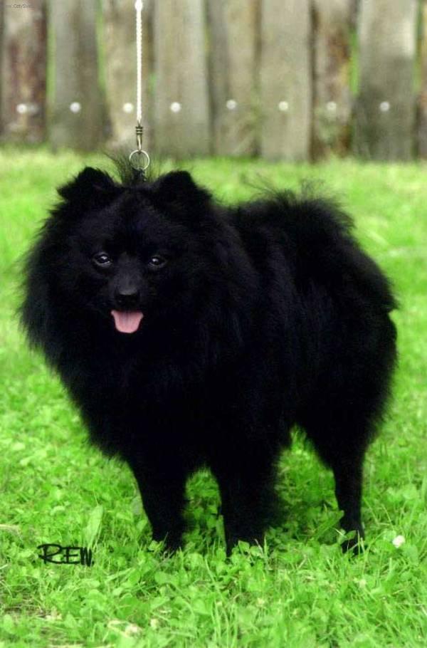 Photos: German spitz (Dog standard) (pictures, images)