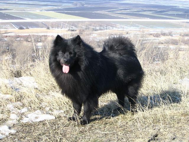 Photos: German spitz (Dog standard) (pictures, images)