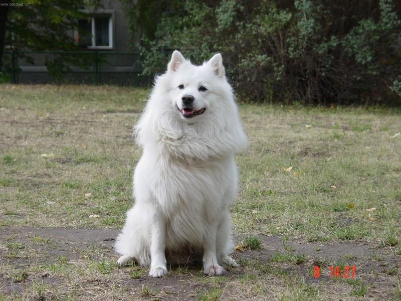 Photos: German spitz giant (Dog standard) (pictures, images)