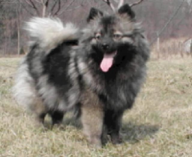 Photos: German spitz medium size (Dog standard) (pictures, images)