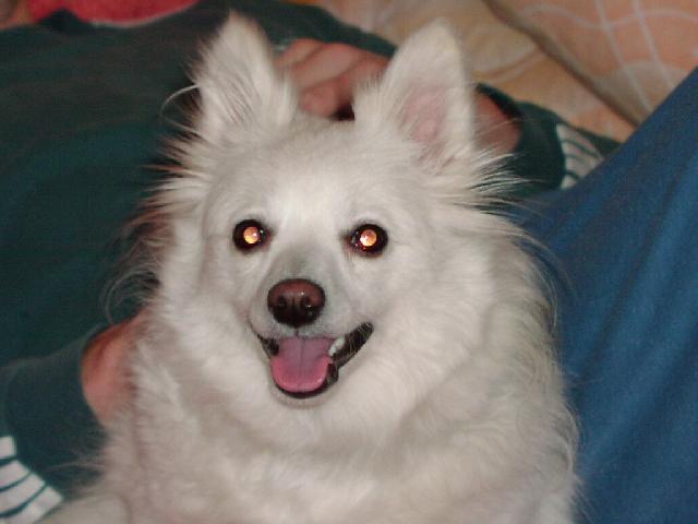 Photos: German spitz miniature spitz (Dog standard) (pictures, images)
