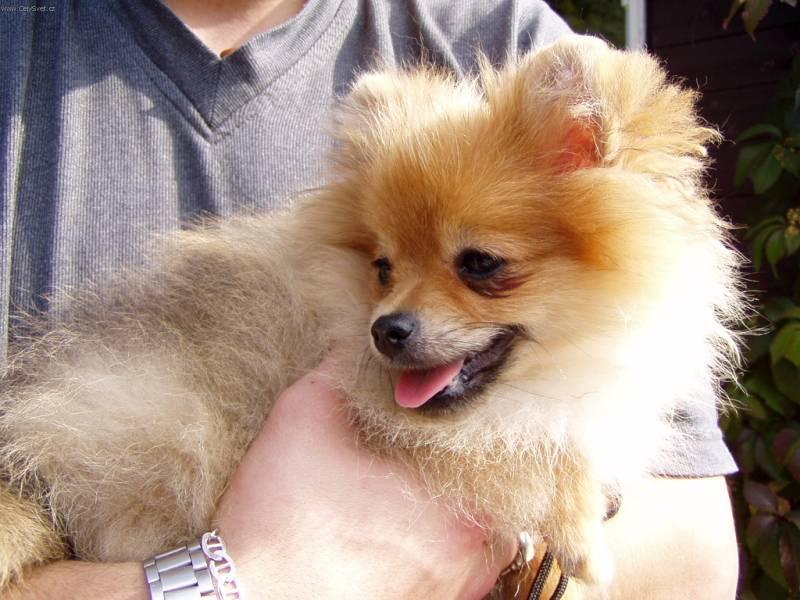 Photos: German spitz - pomeranian (Dog standard) (pictures, images)