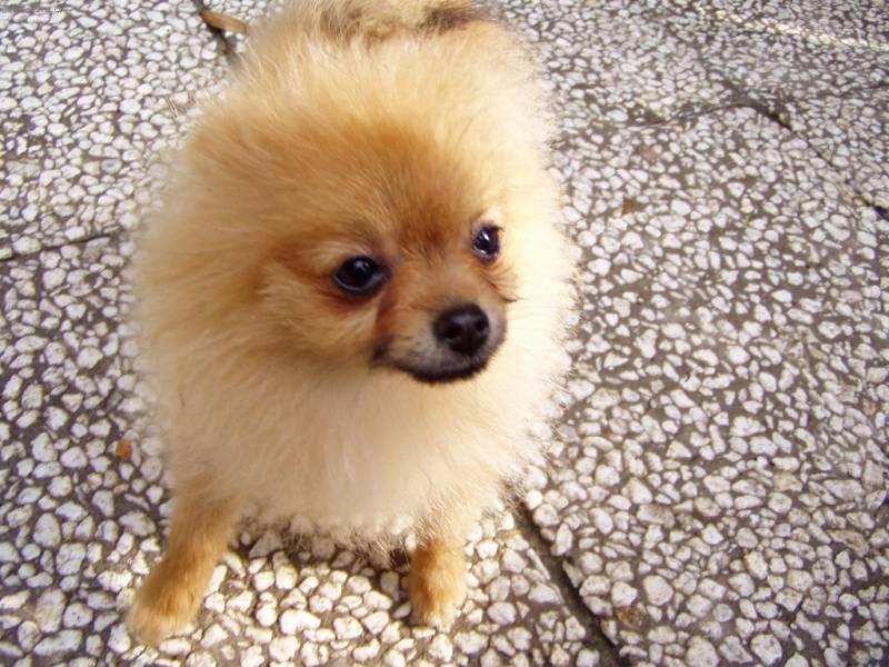 Photos: German spitz - pomeranian (Dog standard) (pictures, images)