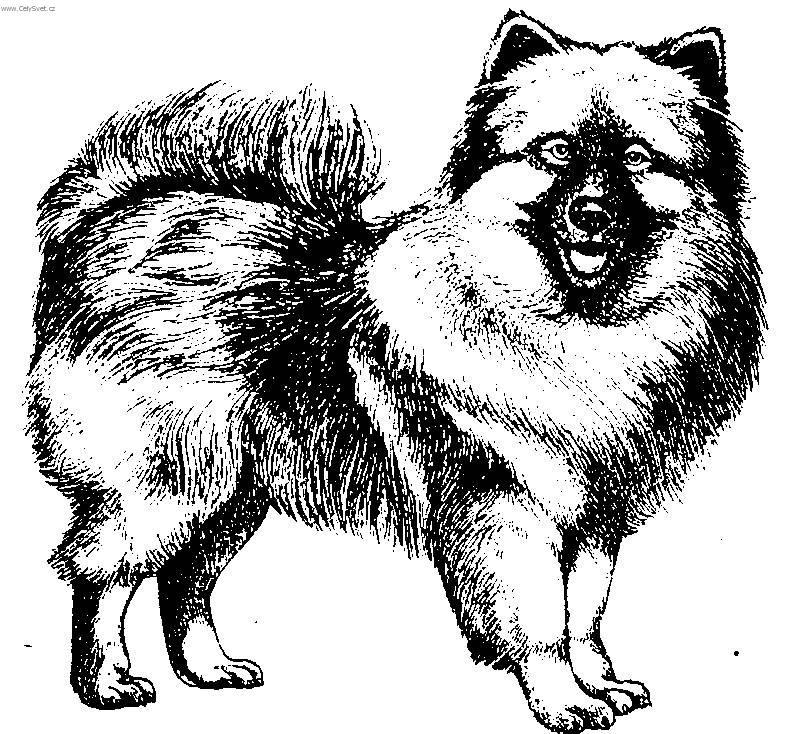 Photos: German spitz-wolfsspitz, keeshound (Dog standard) (pictures, images)