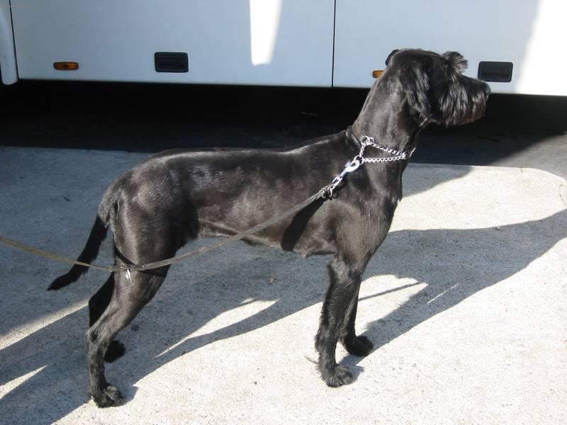 Photos: Giant schnauzer (Dog standard) (pictures, images)