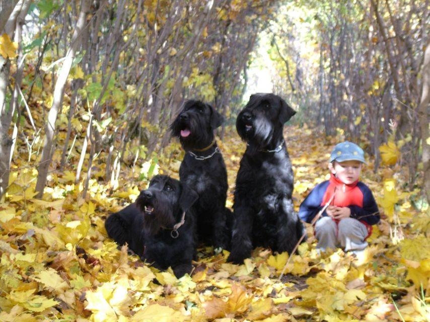 Photos: Giant schnauzer (Dog standard) (pictures, images)