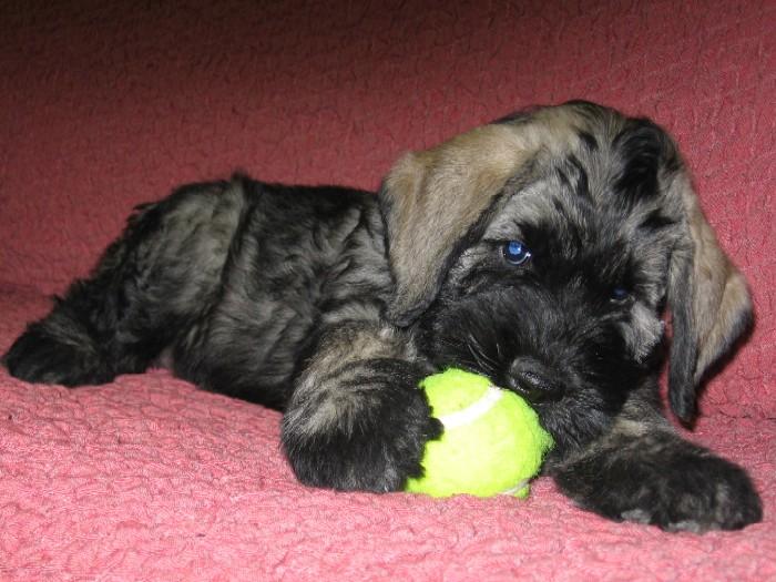 Photos: Giant schnauzer (Dog standard) (pictures, images)