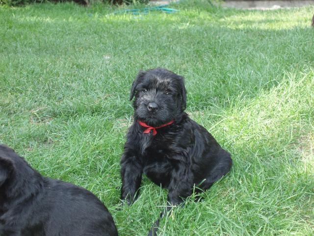 Photos: Giant schnauzer (Dog standard) (pictures, images)