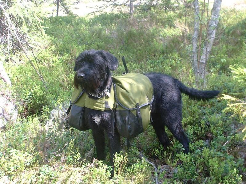 Photos: Giant schnauzer (Dog standard) (pictures, images)