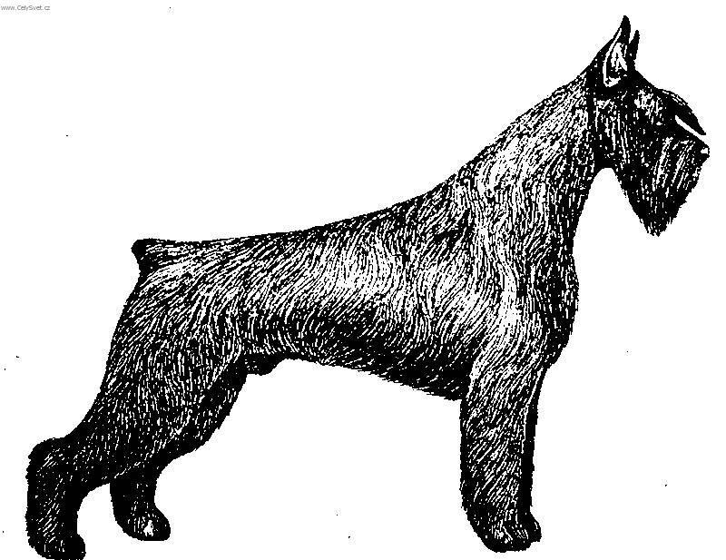 Photos: Giant schnauzer (Dog standard) (pictures, images)