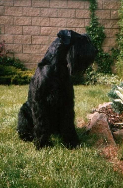 Photos: Giant schnauzer (Dog standard) (pictures, images)