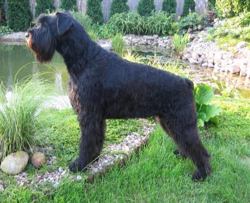 Photos: Giant schnauzer (Dog standard) (pictures, images)